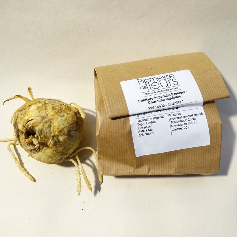 Exemple de spécimen de Fritillaire imperialis Prolifera - Couronne impériale Bulbe tel que livré