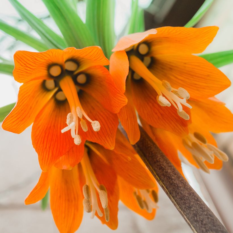 Fritillaire imperialis Prolifera - Couronne impériale (Floraison)