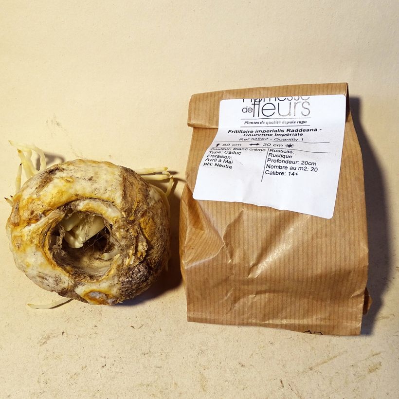 Exemple de spécimen de Fritillaria raddeana - Couronne impériale Bulbe tel que livré
