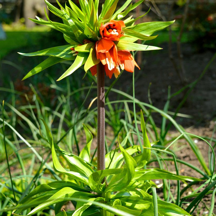 Fritillaire imperialis Rubra - Couronne impériale (Port)