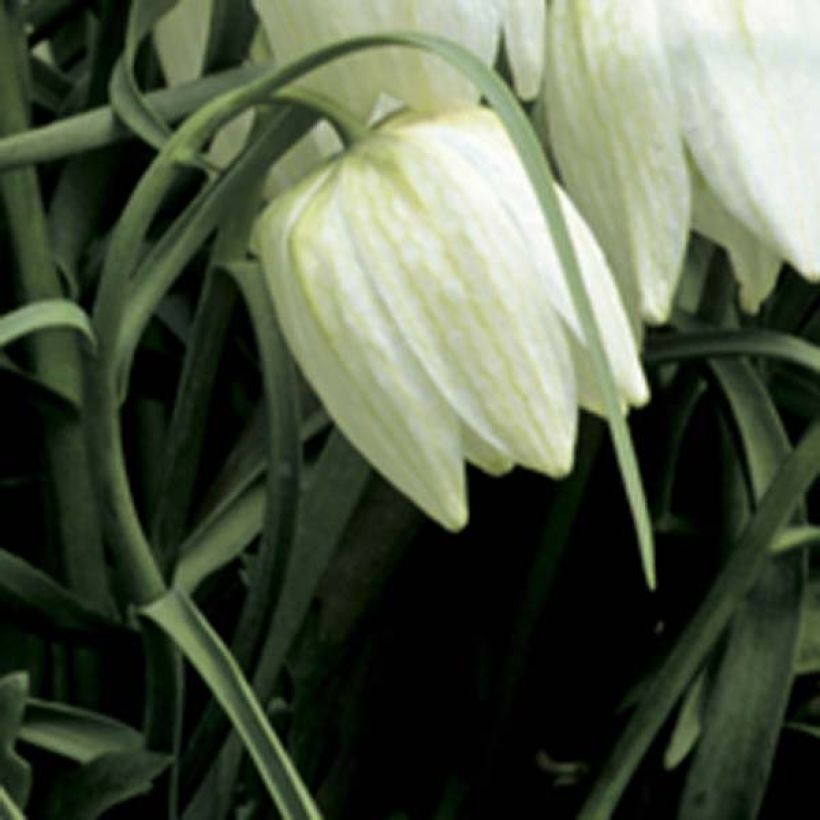 Fritillaire pintade - Fritillaria meleagris Alba (Floraison)