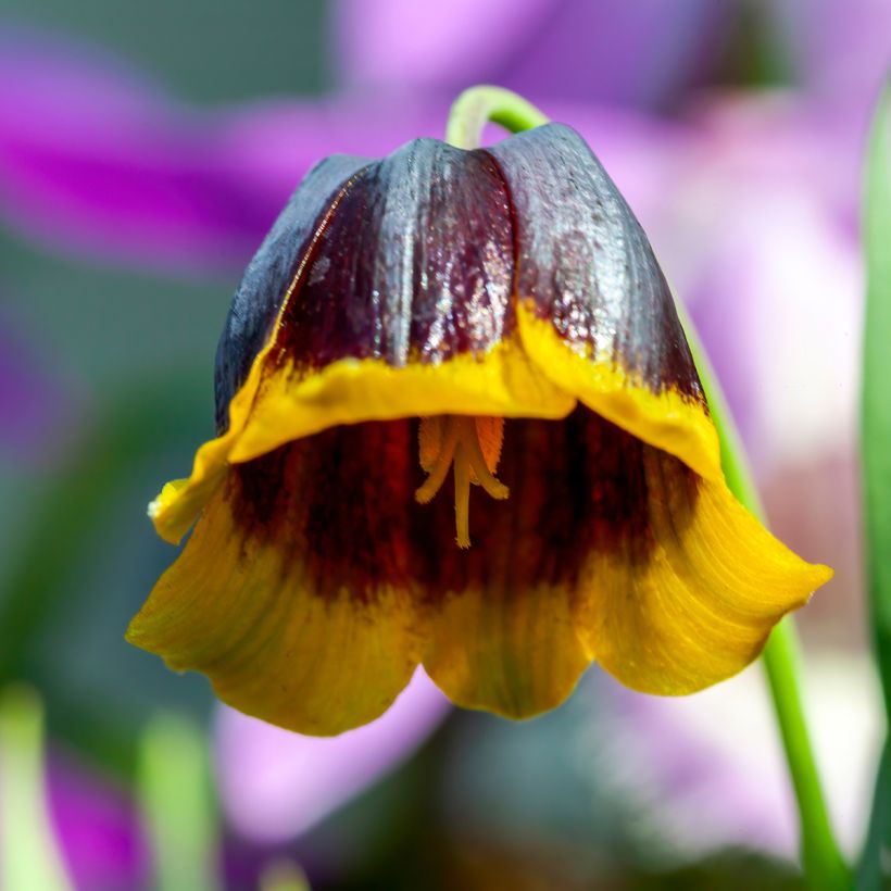 Fritillaire michailovskyi (Floraison)