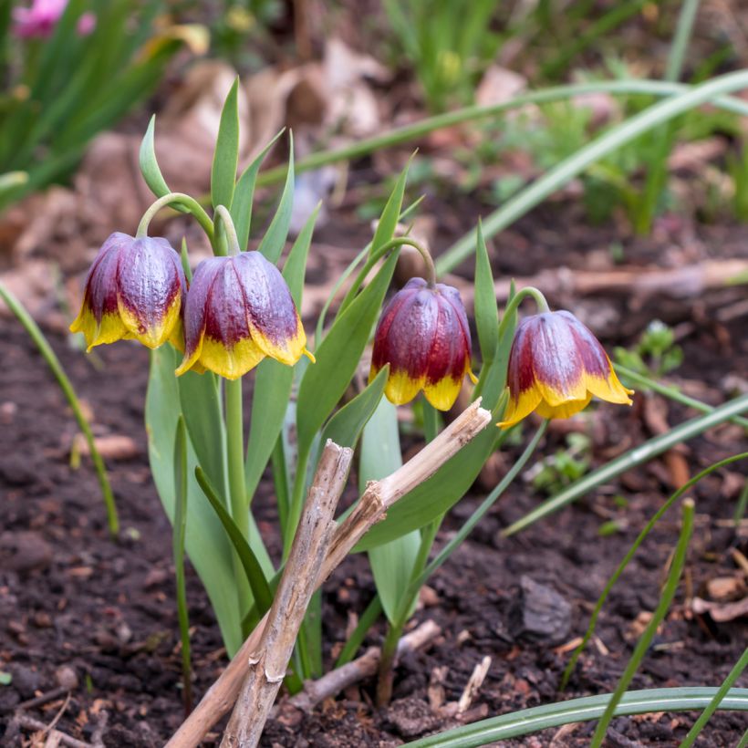 Fritillaire michailovskyi (Port)