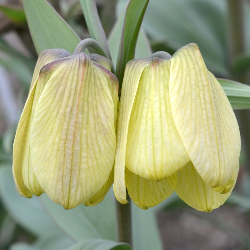 Fritillaire pallidiflora - Fritillaire à fleurs pâles (Floraison)