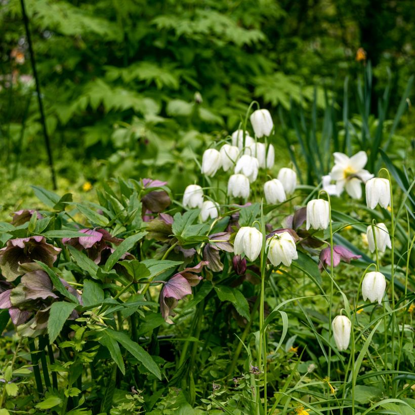 Fritillaire pintade - Fritillaria meleagris Alba (Port)