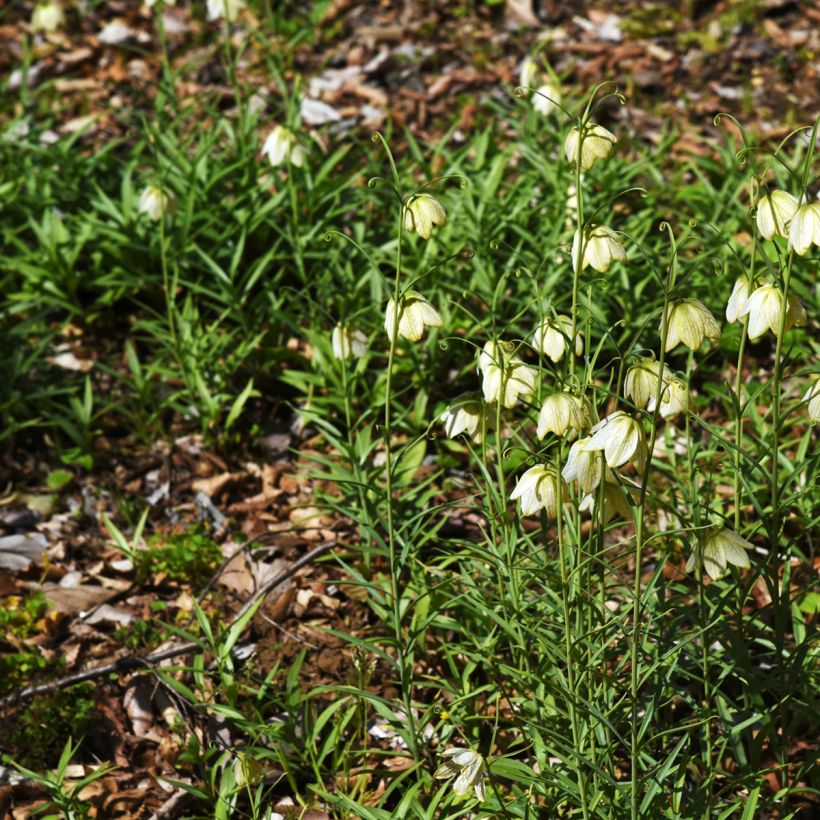 Fritillaire thunbergii - Zhe bei mu  (Port)