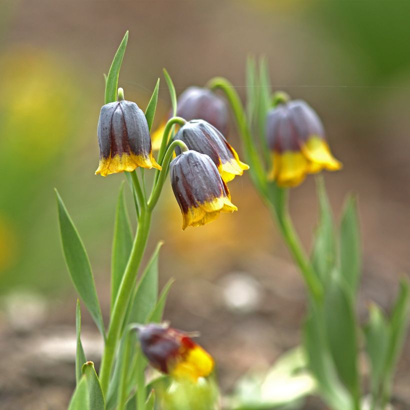 Fritillaire uva-vulpis (Port)