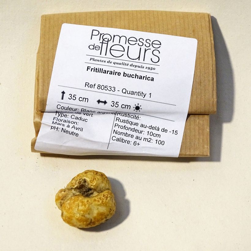 Exemple de spécimen de Fritillaria bucharica Bulbe calibre 6+ tel que livré