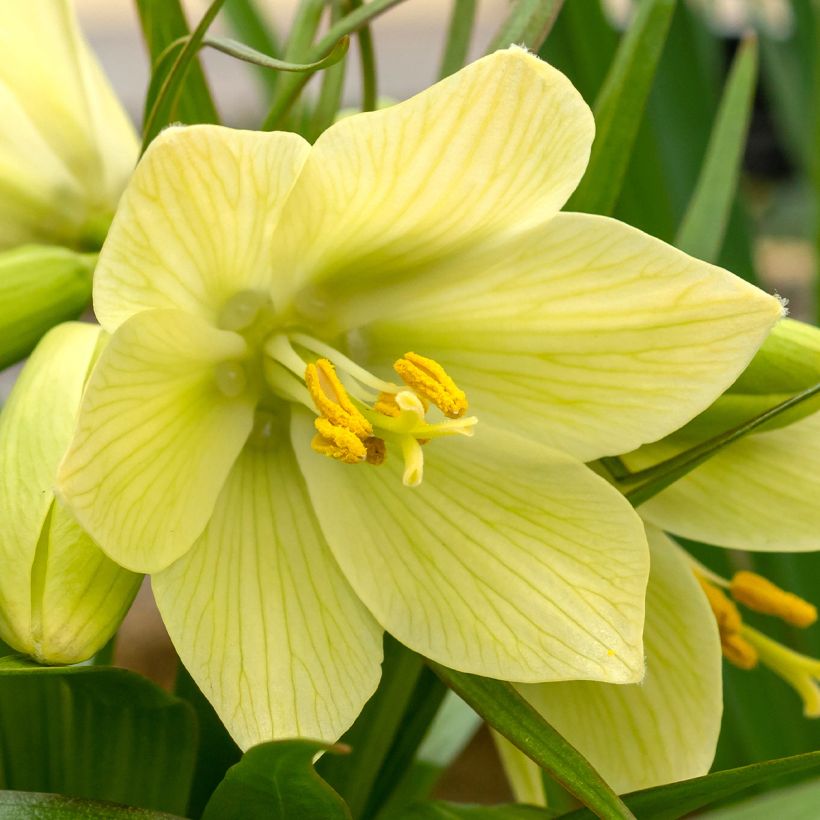 Fritillaria raddeana - Couronne impériale (Floraison)