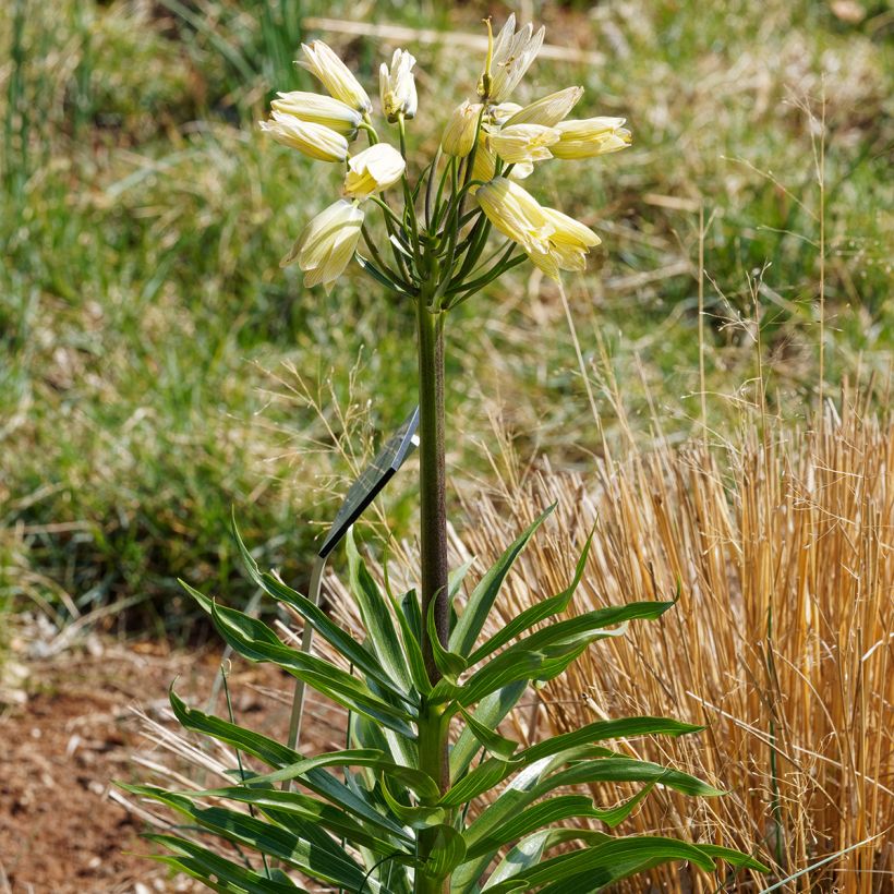 Fritillaria raddeana - Couronne impériale (Port)