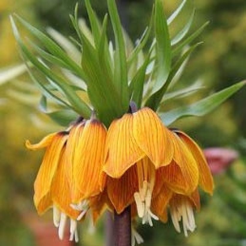 Fritillaire imperialis Striped Beauty - Couronne impériale (Floraison)