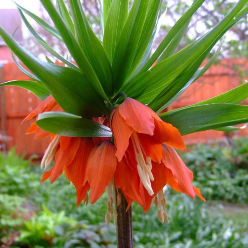 Fritillaire imperialis Rubra - Couronne impériale (Floraison)