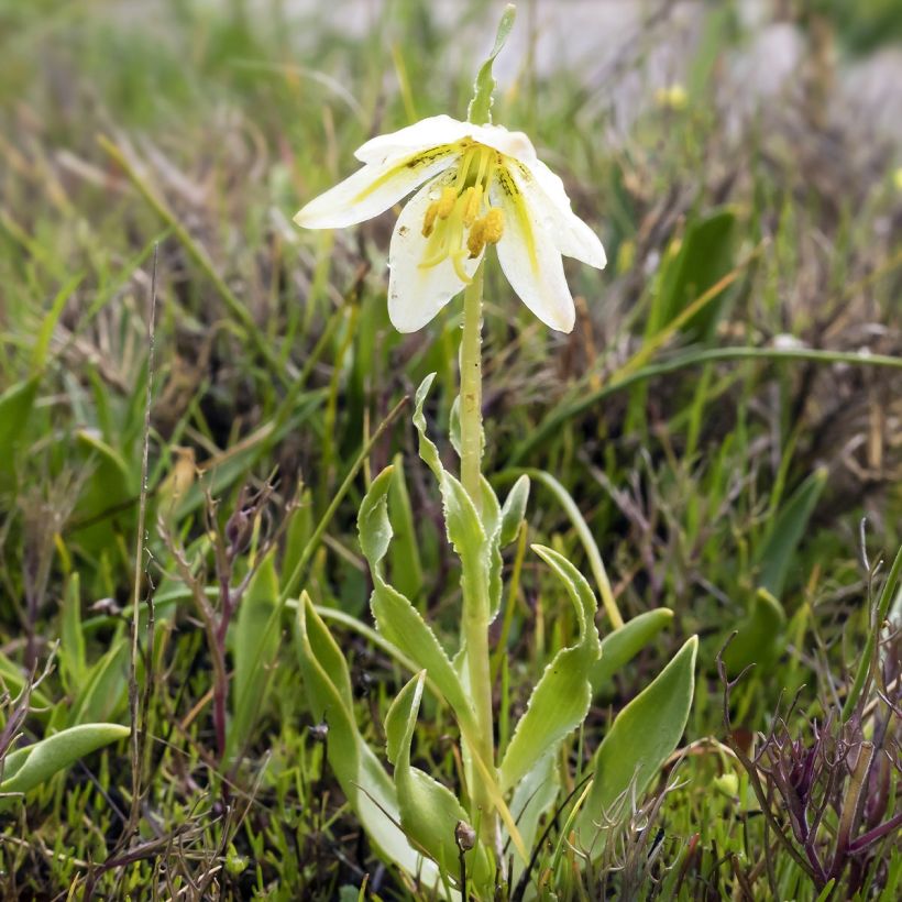 Fritillaria liliacea - Fritillaire botanique (Feuillage)