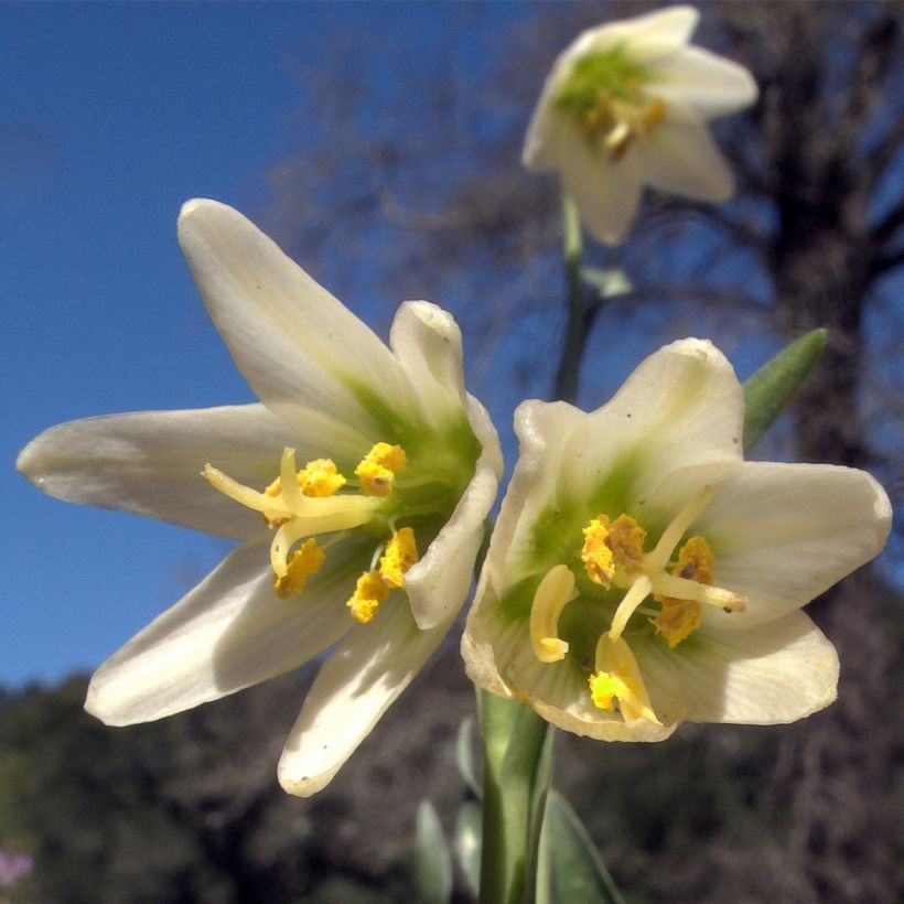 Fritillaria liliacea - Fritillaire botanique (Floraison)