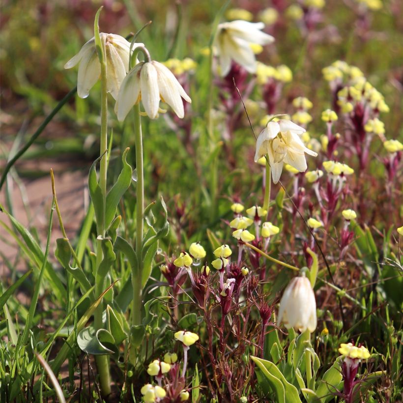 Fritillaria liliacea - Fritillaire botanique (Port)