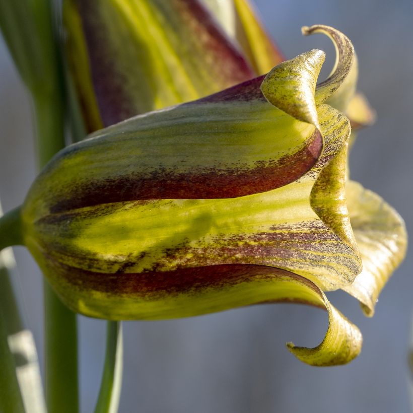 Fritillaria olivieri - Fritillaire botanique (Floraison)