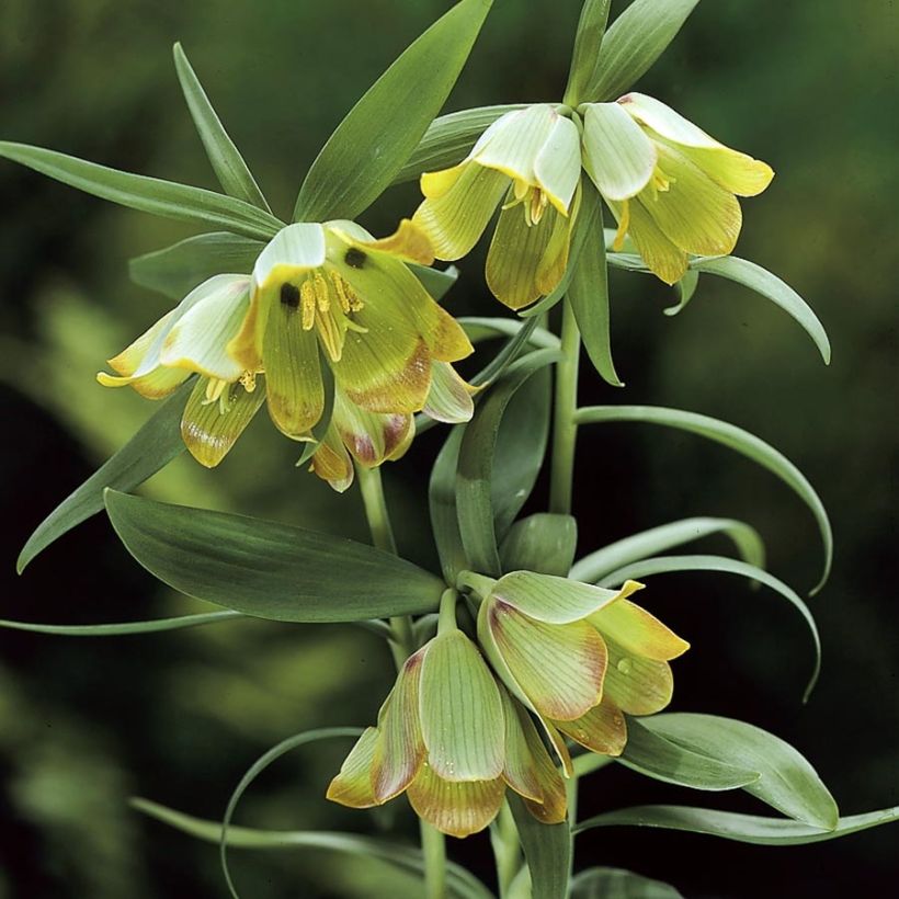 Fritillaria pontica - Fritillaire botanique (Floraison)