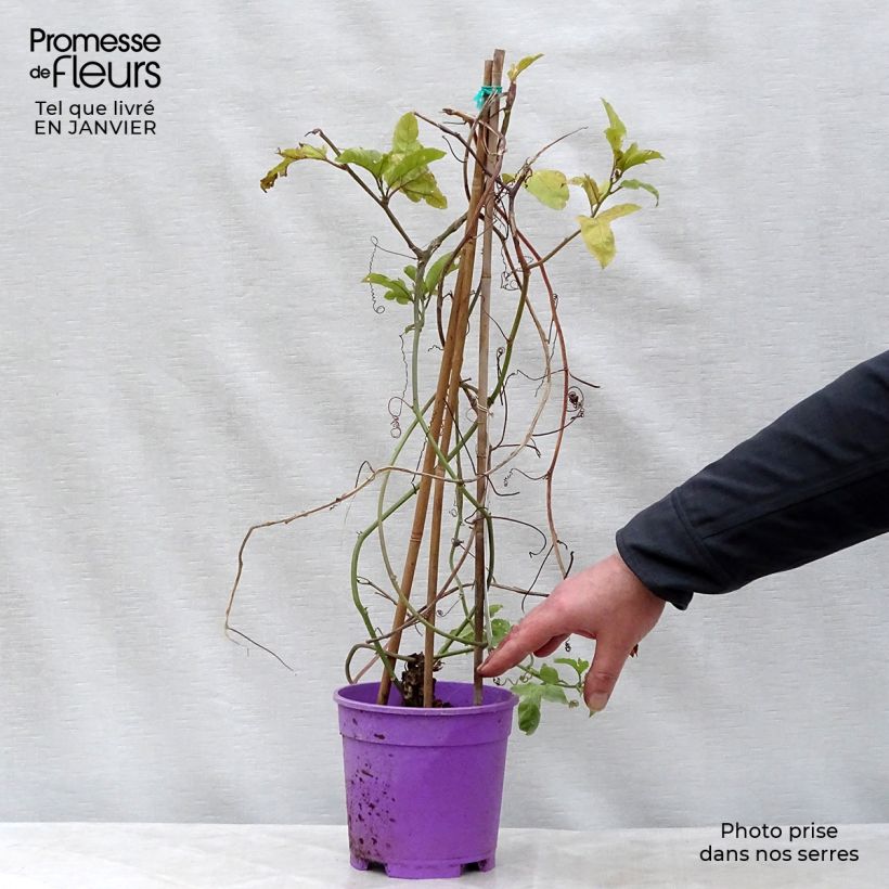 Spécimen de Fruit de la passion (Grenadille) - Passiflora edulis tel que livré en hiver