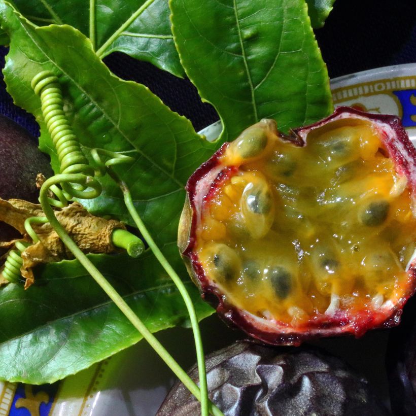 Fruit de la passion (Grenadille) - Passiflora edulis (Récolte)