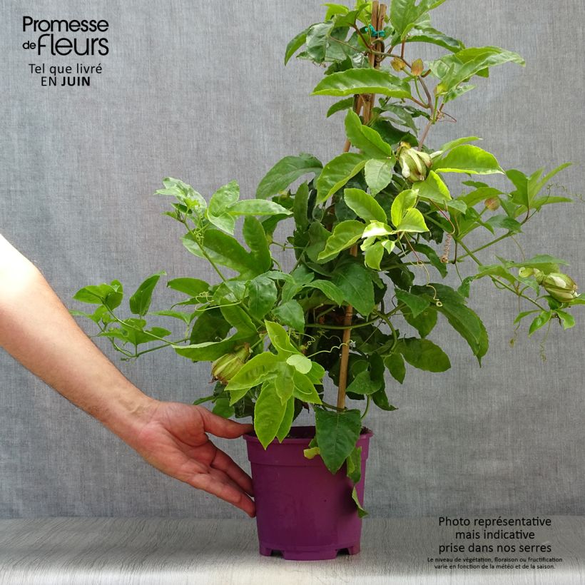 Spécimen de Fruit de la passion (Grenadille) - Passiflora edulis Pot de 1,5L/2L tel que livré en été