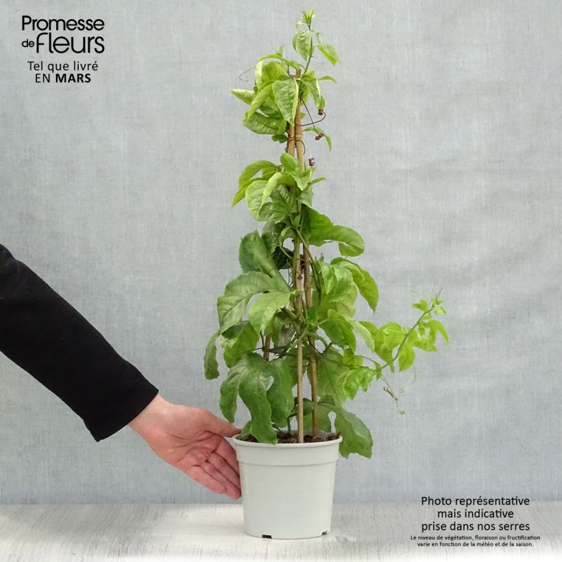 Spécimen de Fruit de la passion (Grenadille) - Passiflora edulis Pot de 1.5L/2L tel que livré au printemps