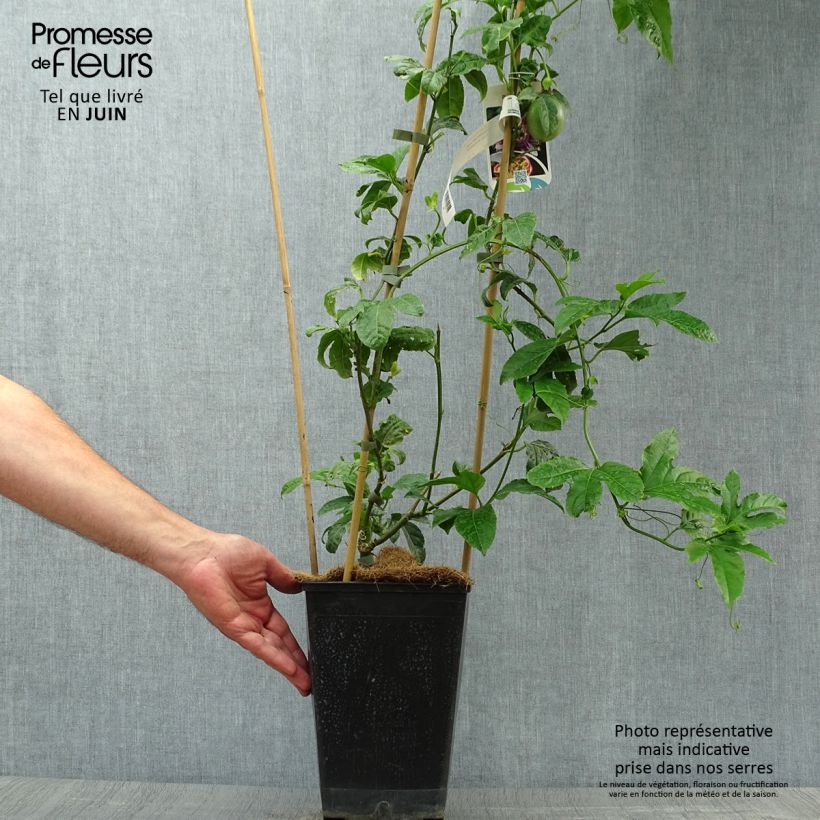 Spécimen de Fruit de la passion (Grenadille) - Passiflora edulis Pot de 4L/5L, Tipi tel que livré en été