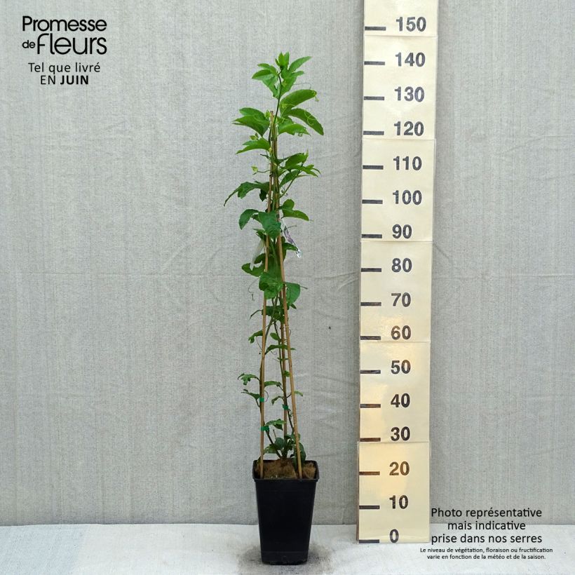 Spécimen de Fruit de la passion (Grenadille) - Passiflora edulis - Pot de 5.5L tel que livré au printemps