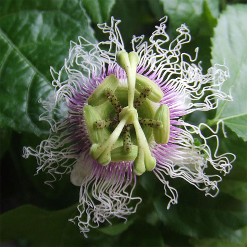 Fruit de la passion (Grenadille) - Passiflora edulis (Floraison)