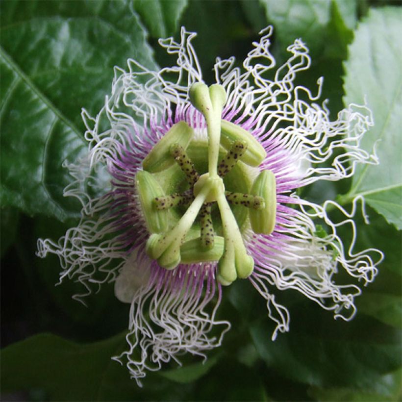 Fruits de la passion - Passiflora - Fruitiers en ligne