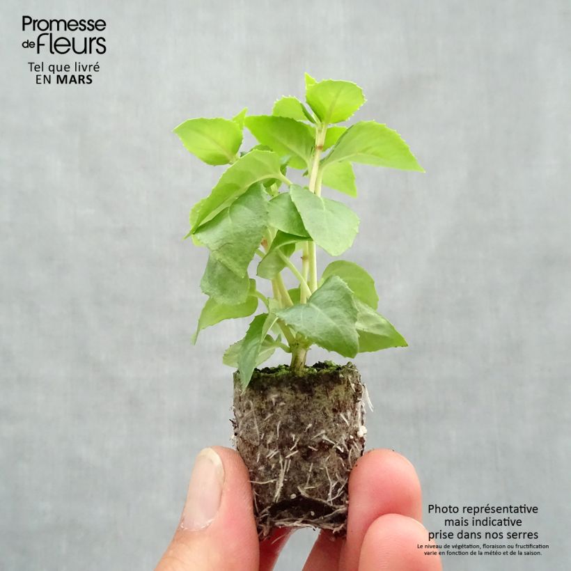 Spécimen de Fuchsia Annabel (Annabelle) - Mini motte 2-3cm tel que livré au printemps
