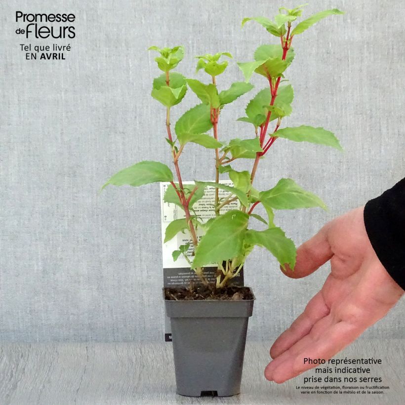 Spécimen de Fuchsia Annabel (Annabelle) - godet de 8/9cm tel que livré au printemps