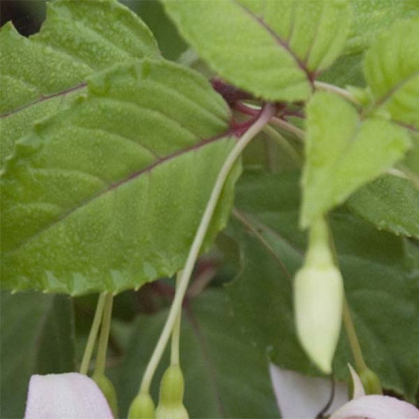Fuchsia Annabel (Annabelle) (Feuillage)