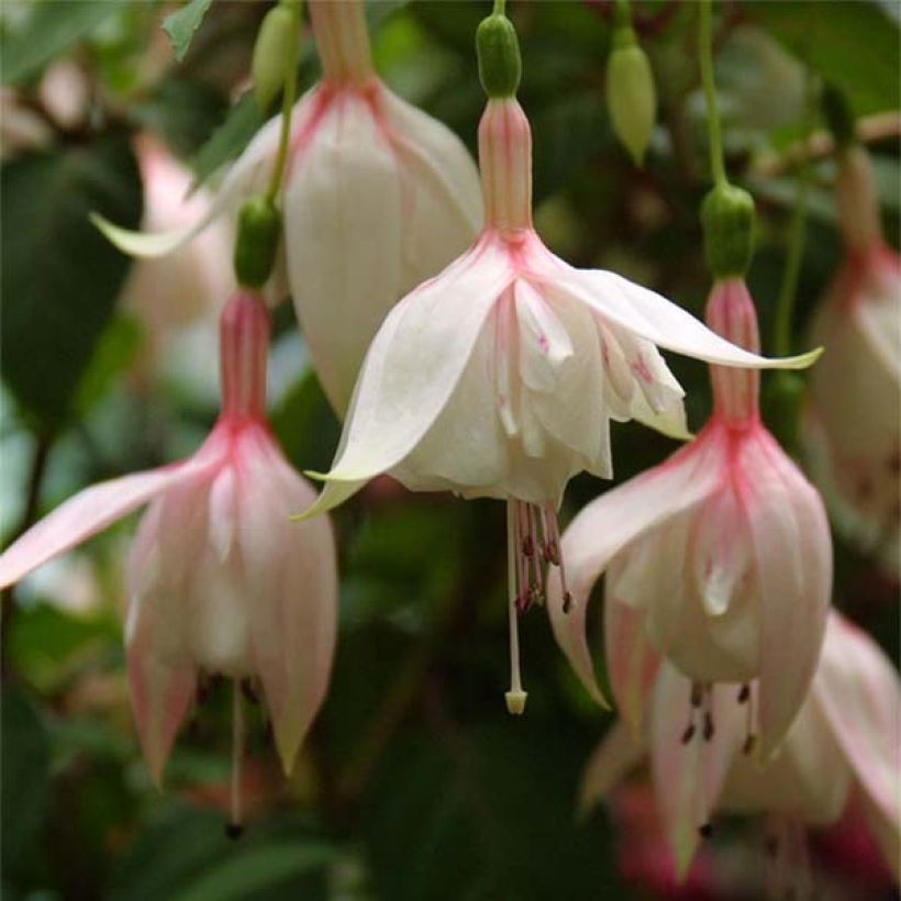 Fuchsia Annabel (Annabelle) (Floraison)