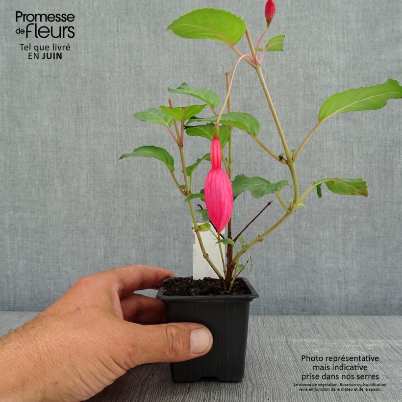 Spécimen de Fuchsia Beacon Rosa - Godet de 8/9 cm tel que livré au printemps