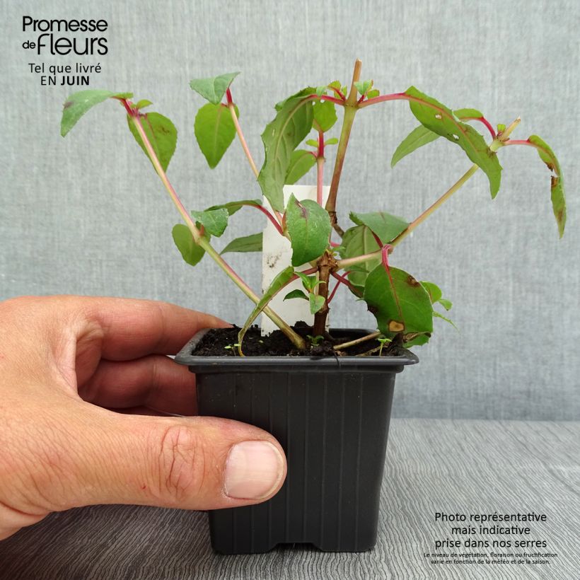 Spécimen de Fuchsia Bernadette - Godet de 8/9 cm tel que livré au printemps