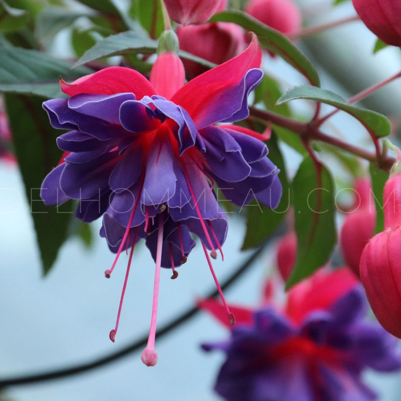 Fuchsia Bernadette (Floraison)