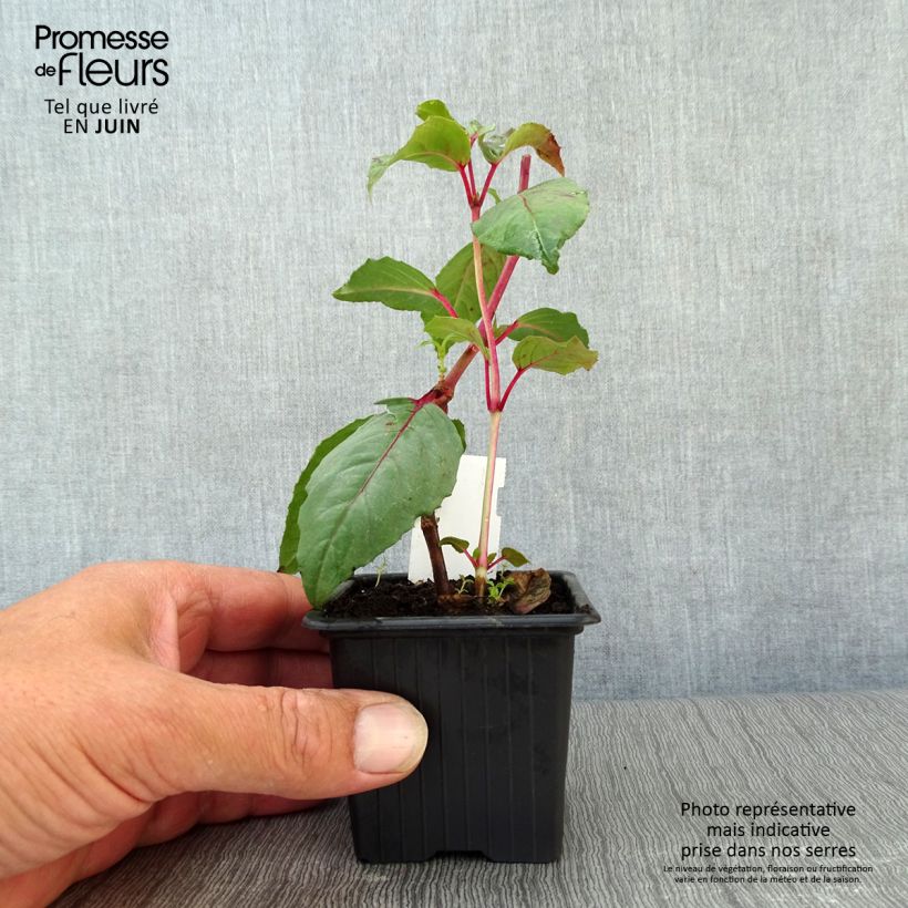 Spécimen de Fuchsia Black Princess tel que livré en ete