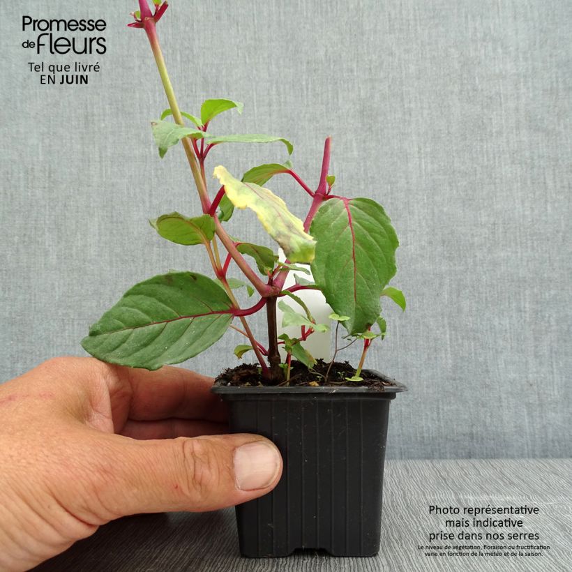 Spécimen de Fuchsia Black Princess - Godet de 8/9 cm tel que livré au printemps