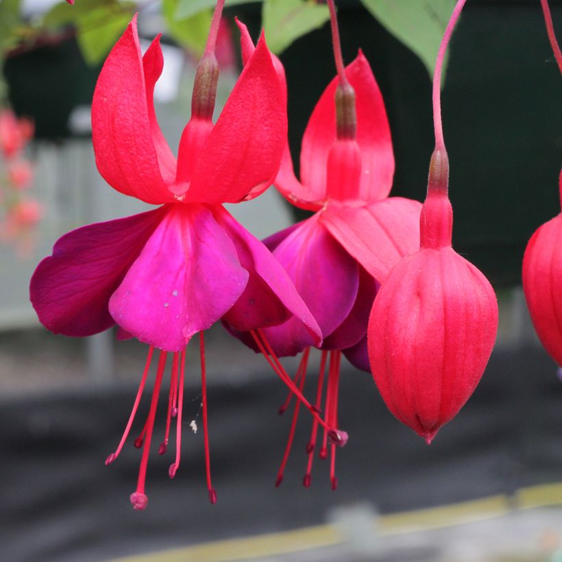 Fuchsia Black Princess (Floraison)