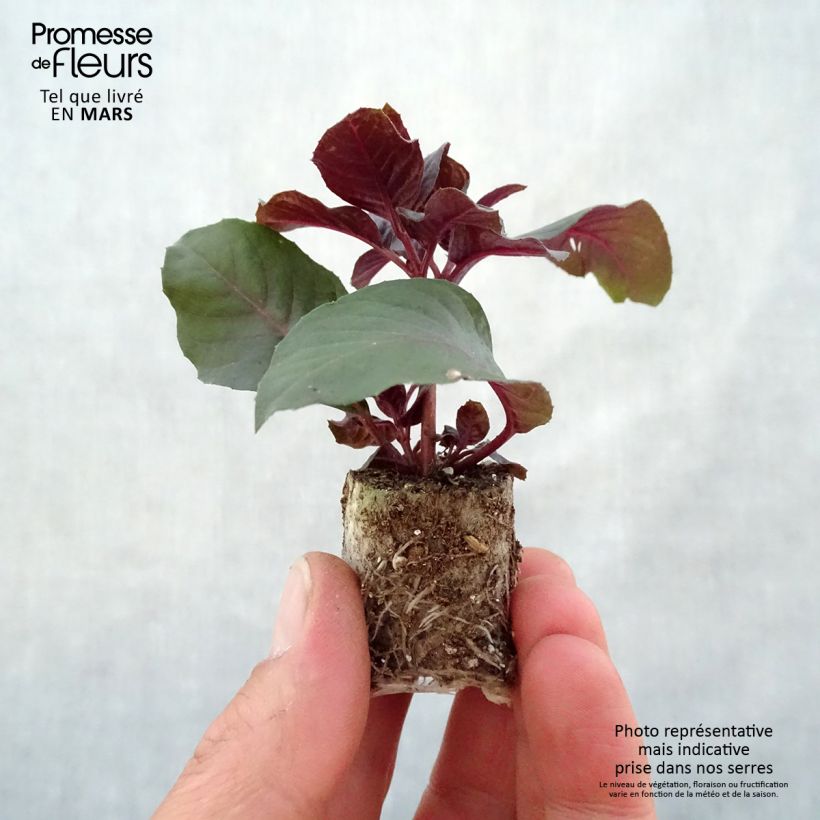 Spécimen de Fuchsia Bush Gartenmeister Bonstedt Mini-motte 3 cm tel que livré au printemps