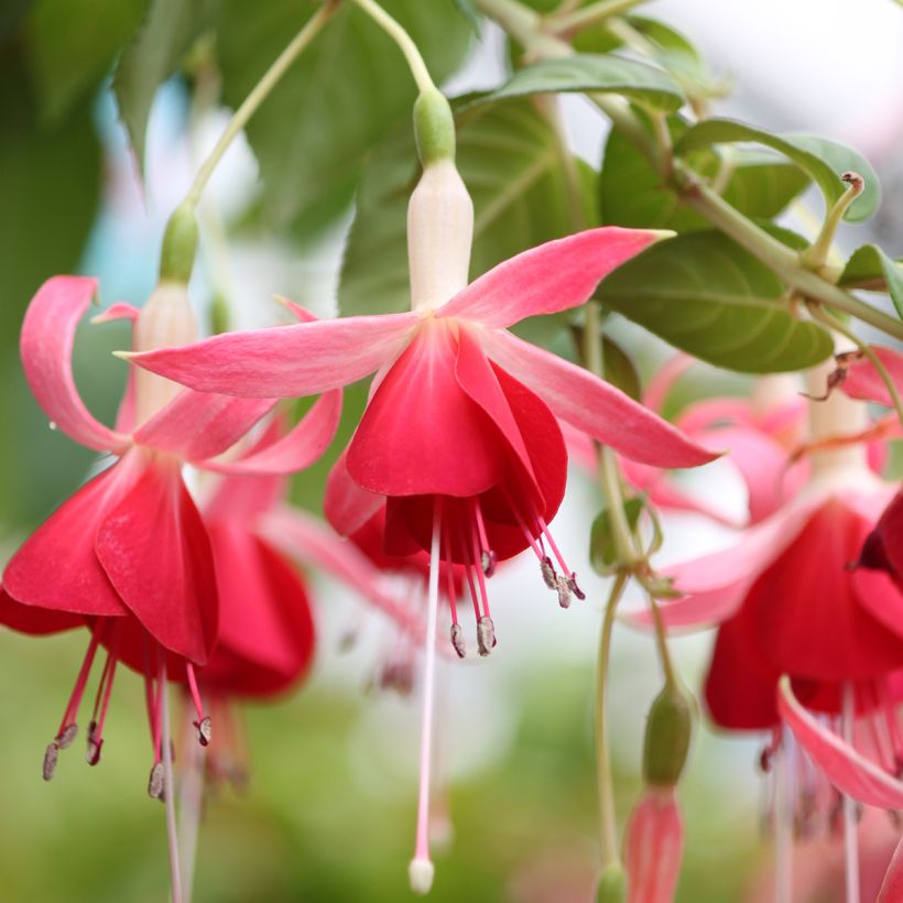 Fuchsia Celia Smedley (Floraison)