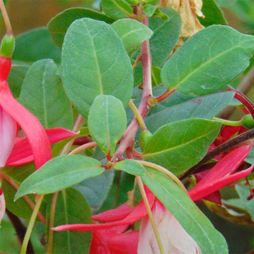 Fuchsia Chantilly (Feuillage)