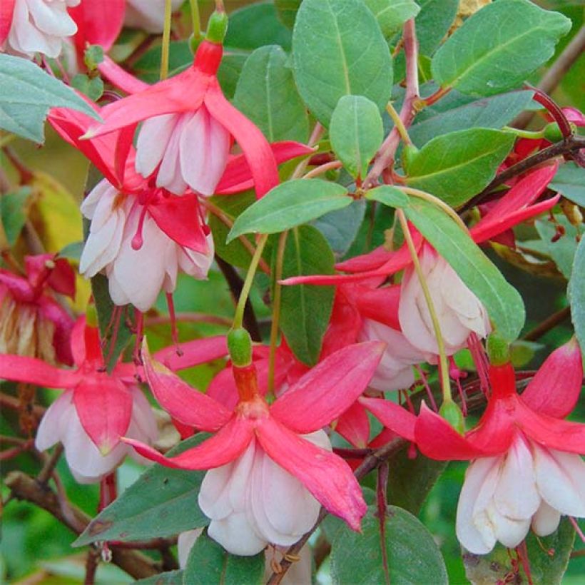 Fuchsia Chantilly (Floraison)