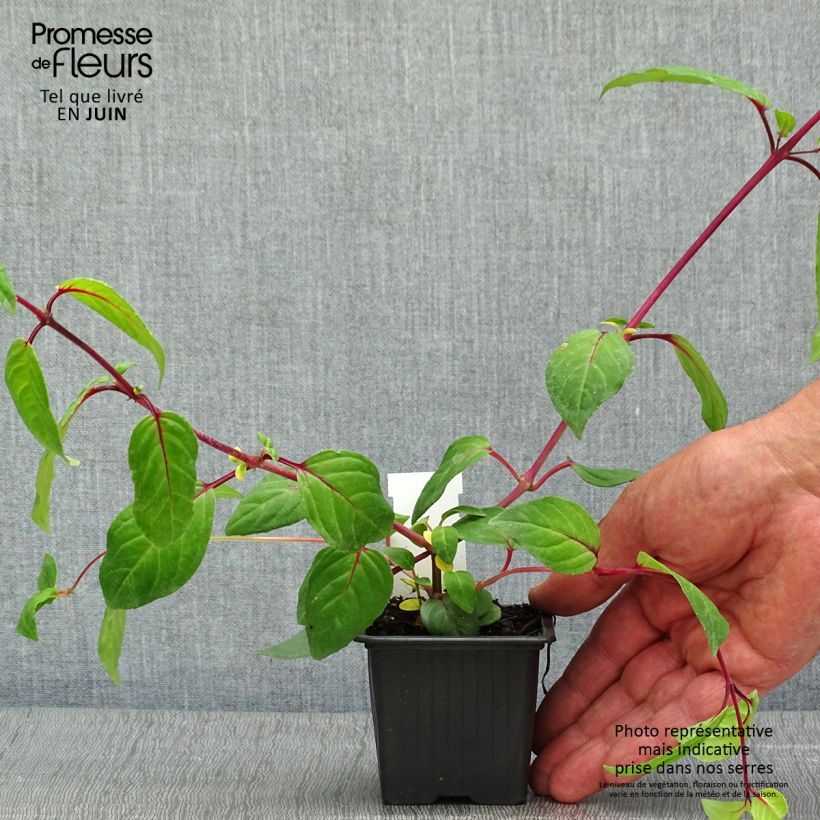 Spécimen de Fuchsia Chantilly - godet de 8/9cm tel que livré au printemps