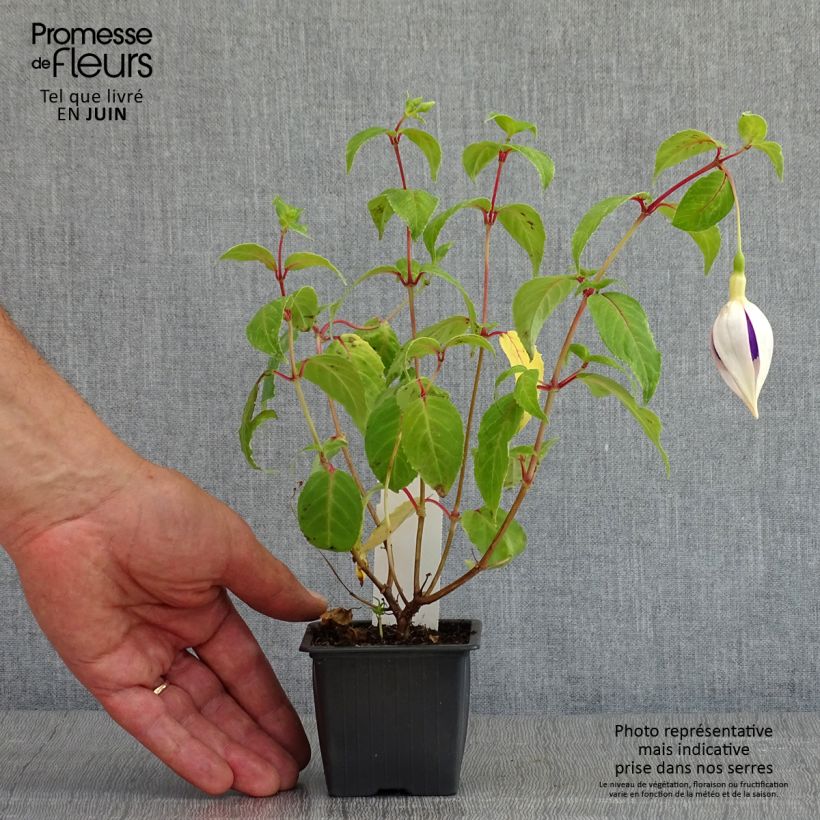 Spécimen de Fuchsia Deep Purple - Godet de 8/9 cm tel que livré au printemps
