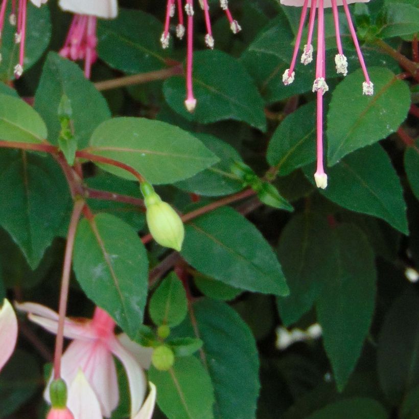 Fuchsia Elma-Hendricks (Feuillage)