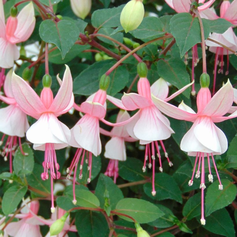 Fuchsia Elma-Hendricks (Floraison)