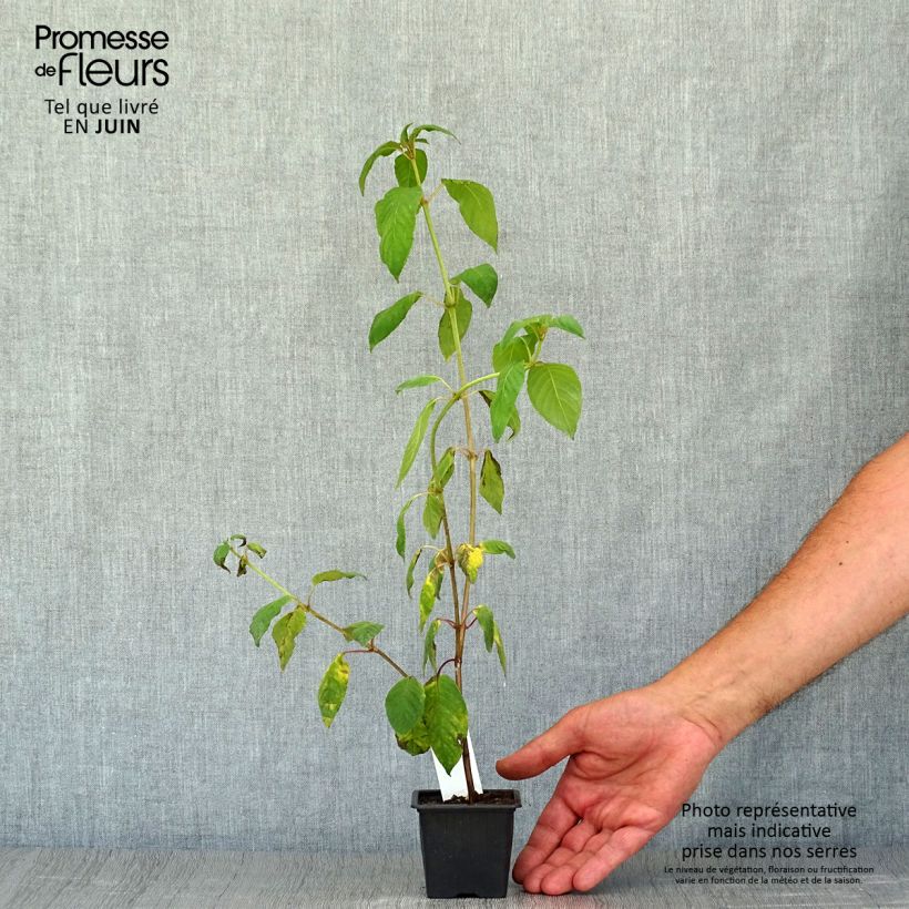 Spécimen de Fuchsia First Success Godet de 8/9 cm tel que livré en été