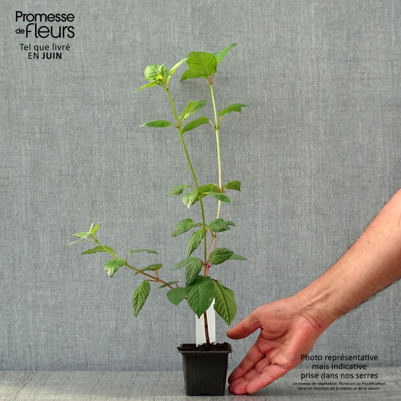 Spécimen de Fuchsia First Success - Godet de 8/9 cm tel que livré au printemps