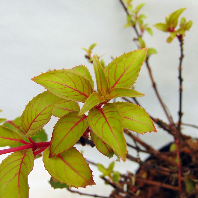 Fuchsia Genii  (Feuillage)